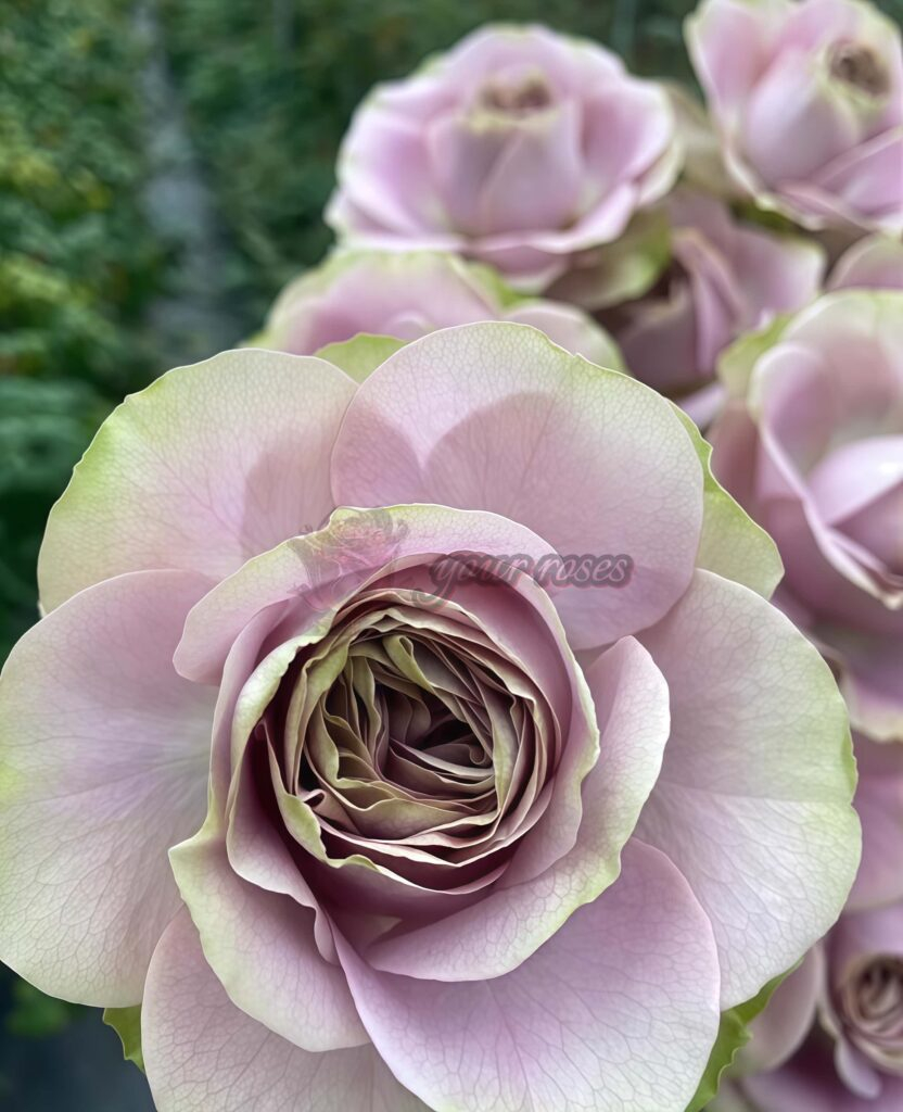 Always-On-Your-Side-Rose1-
