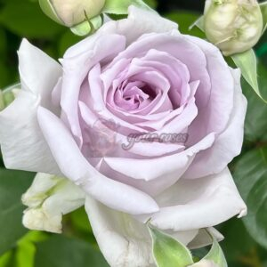 Ao Rose plant丨Your roses