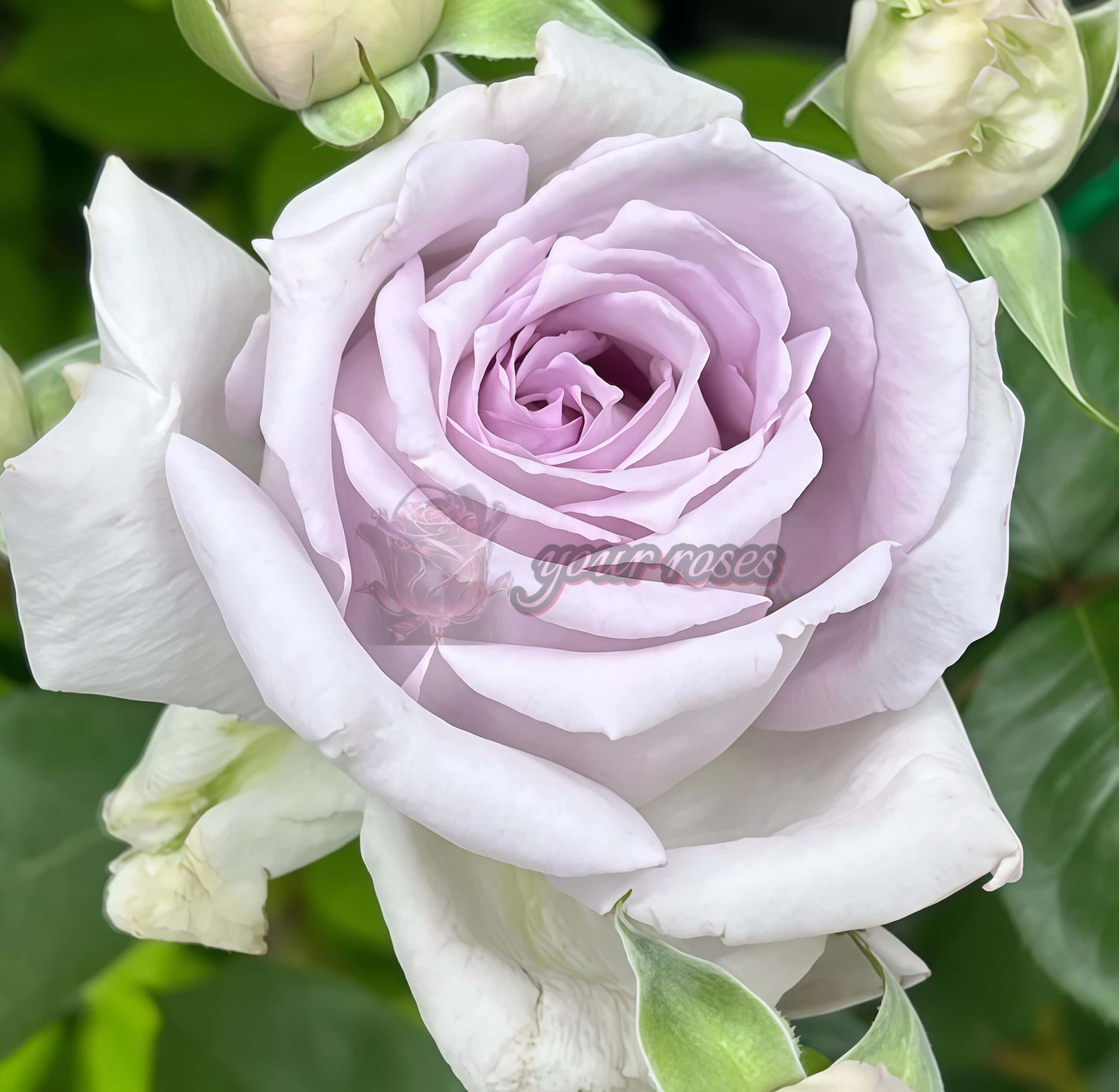 Japanese Roses 归档- Page 3 of 7 -