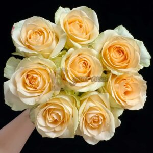 Avalanche Peach Rose丨Your roses