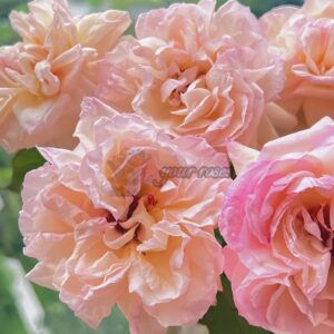 Avekutowa Rose丨Your roses