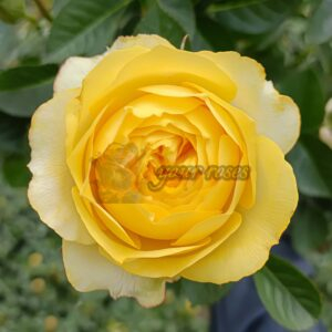 Banxia Tianxin Rose plant丨Your roses