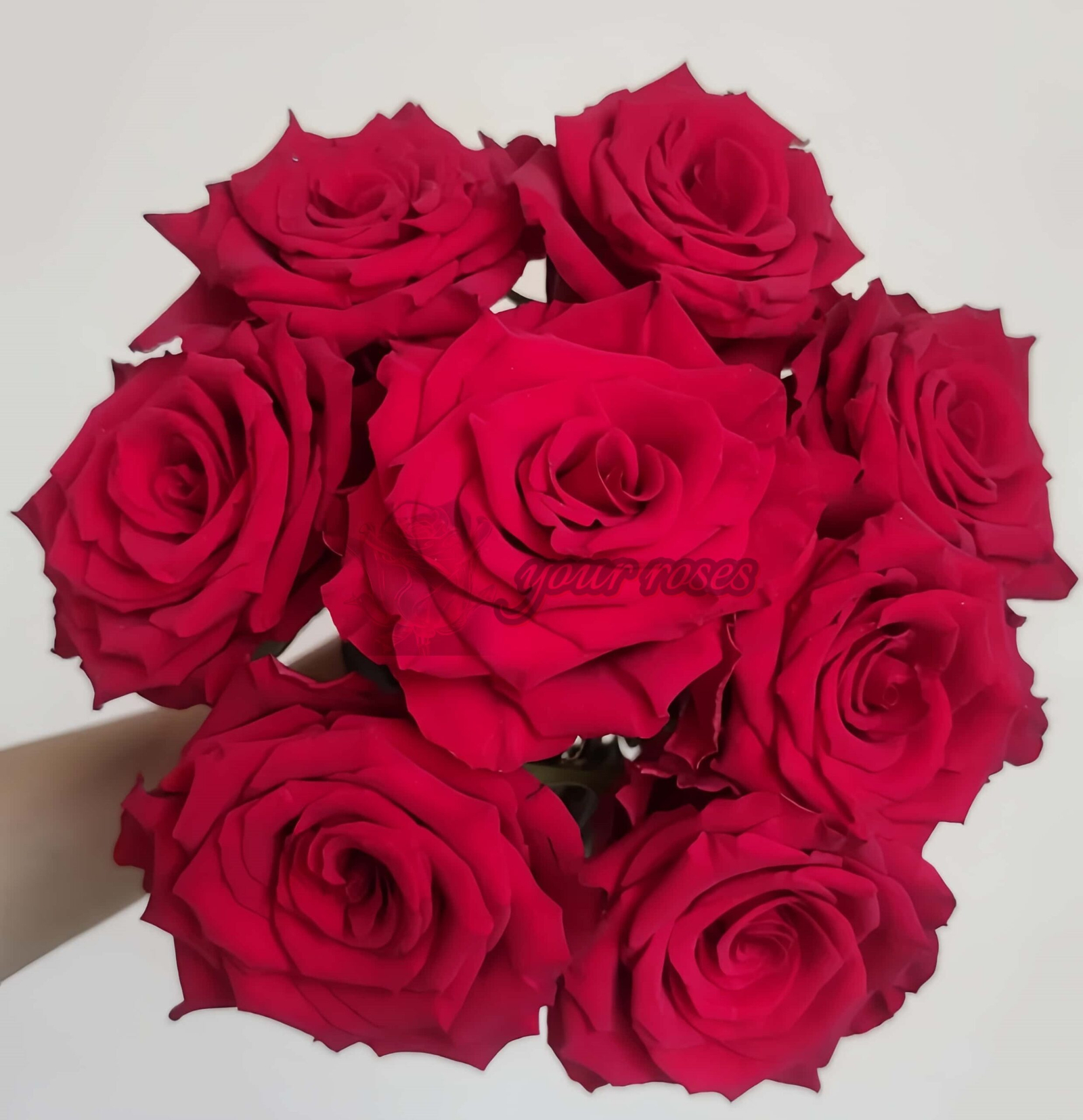 Bao Zhen Rose for sale丨Your roses
