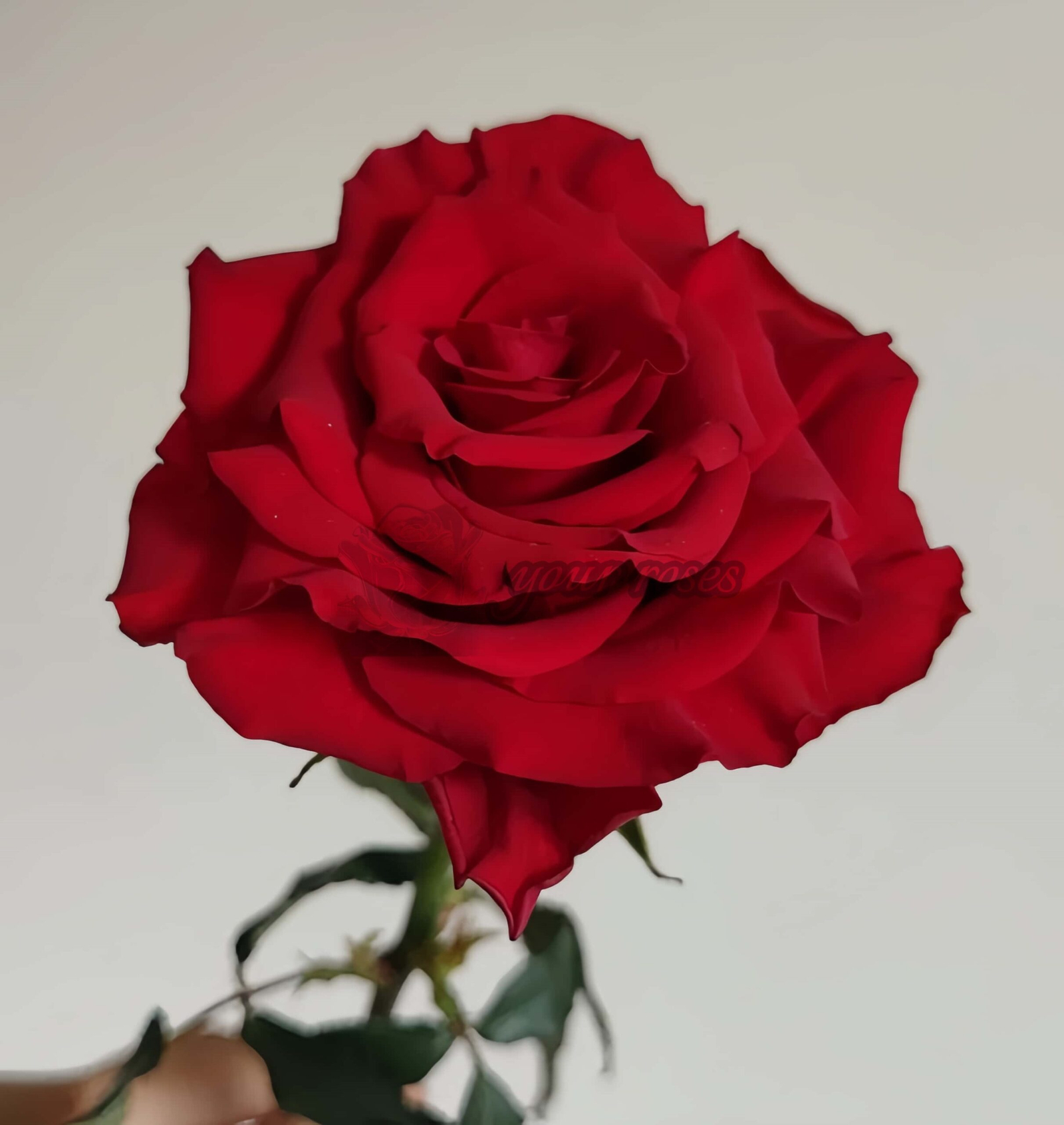 Bao Zhen Rose丨Your roses