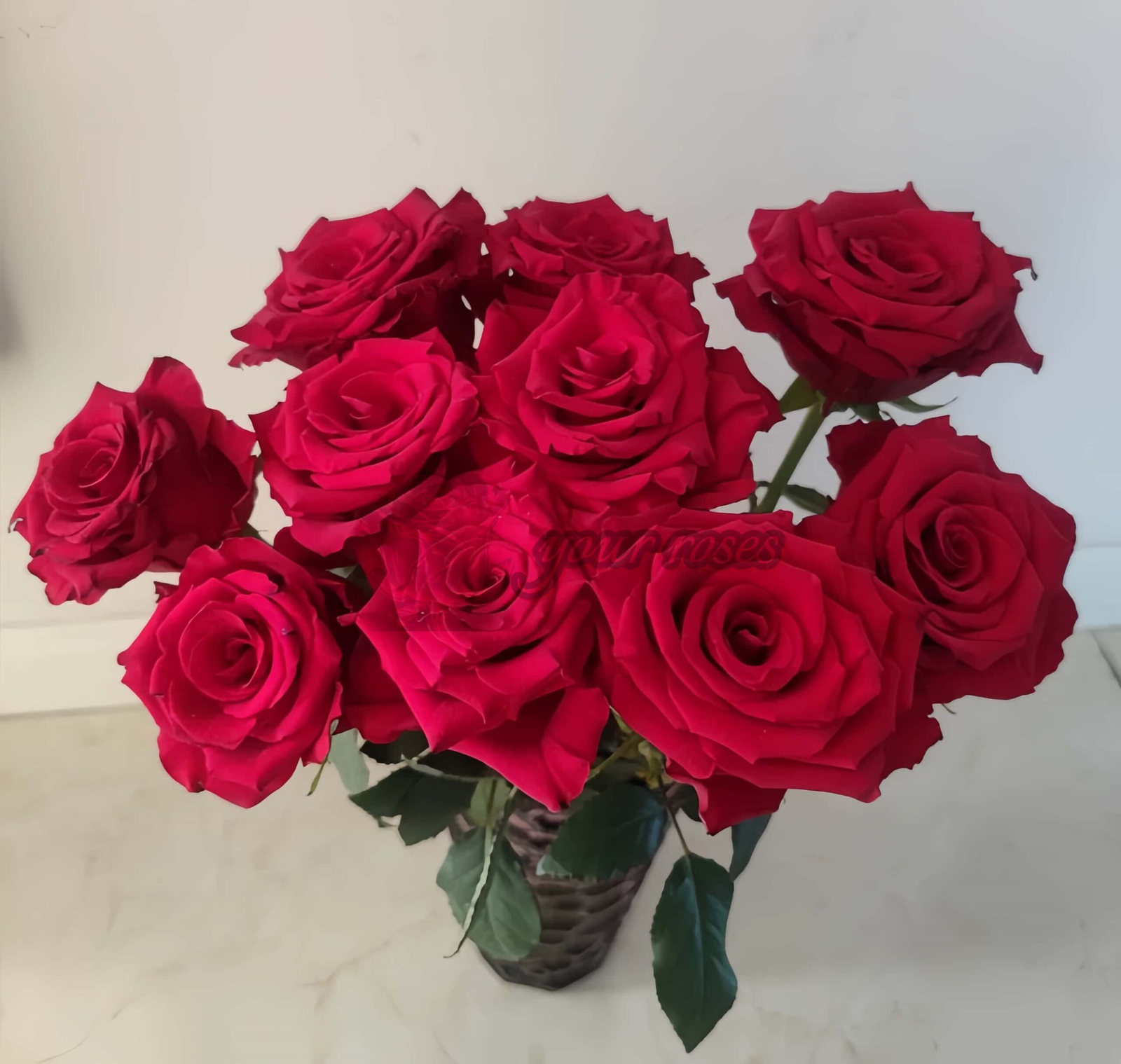 Bao Zhen Rose plant丨Your roses