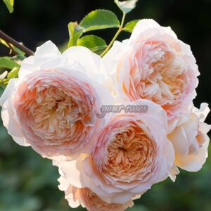 Bathsheba Rose for sale丨Your roses