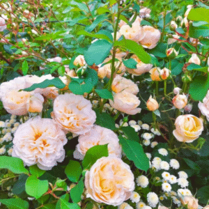 Belle Romantica Rose for sale丨Your roses