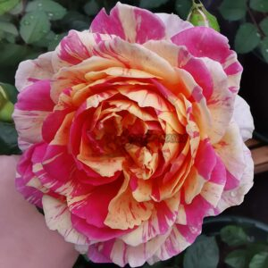 Biceo Butterfly Rose丨Your roses