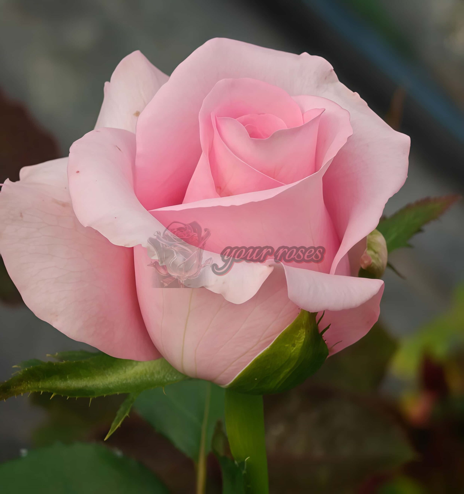 Big Paula Rose丨Your roses