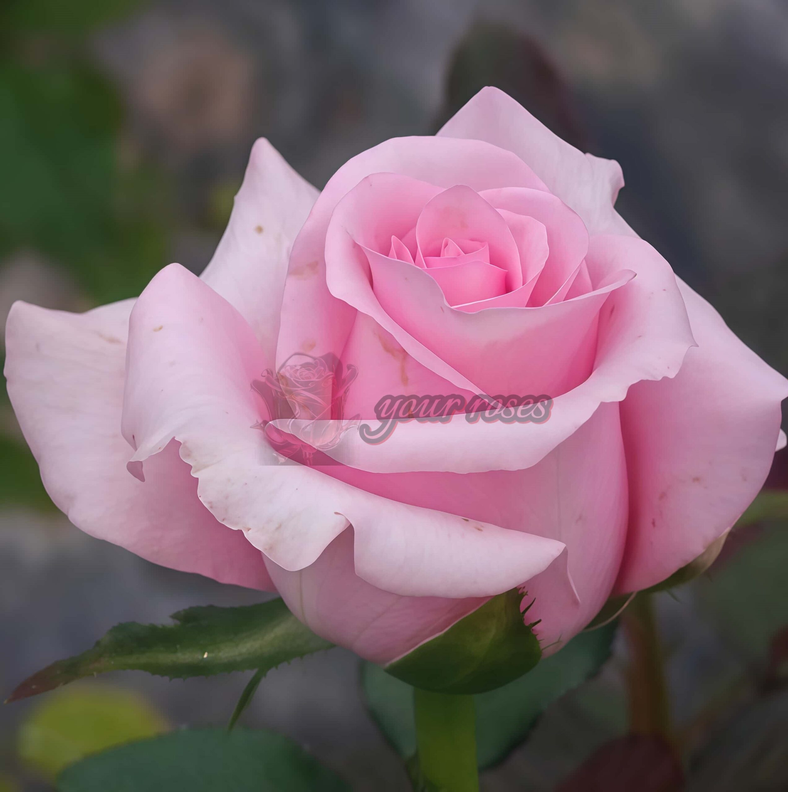 Big Paula Rose丨Your roses