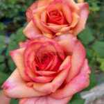 Bogart Rose丨Your roses