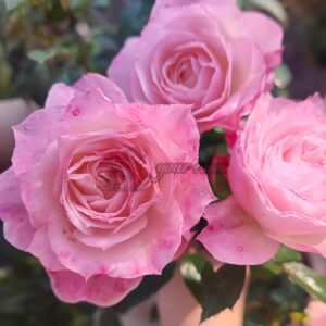 Bosi Wuqun Rose丨Your roses