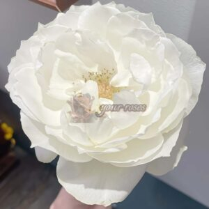 Bourgogne Rose for sale丨Your roses