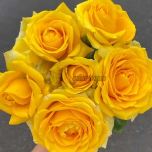 Butter Scotch Rose丨Your roses