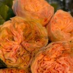 Butterflyton Rose plant丨Your roses