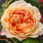 Capriccio Rose plant丨Your roses