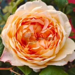 Capriccio Rose plant丨Your roses