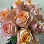 Chablis Rose丨Your roses