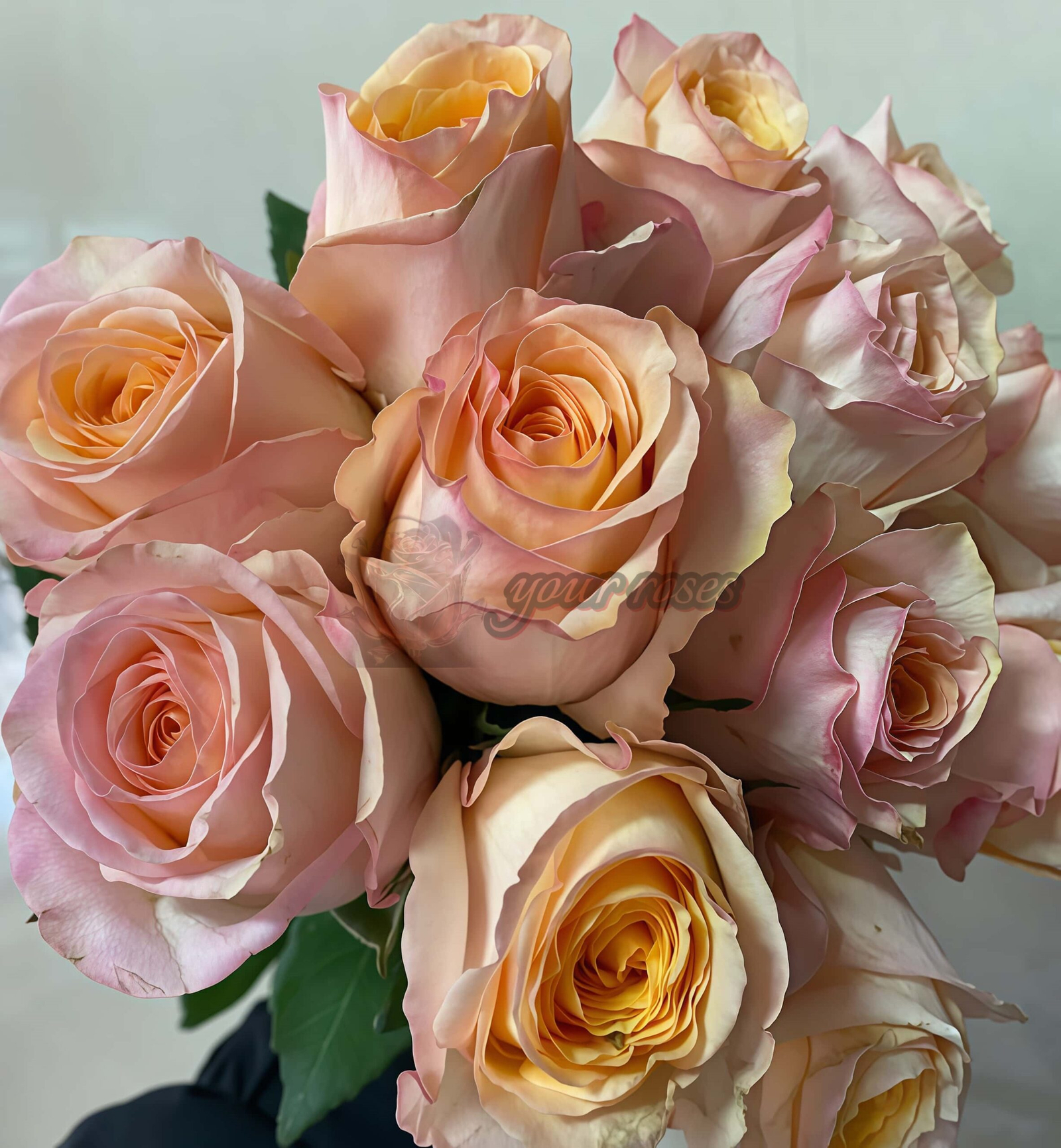 Chablis Rose丨Your roses