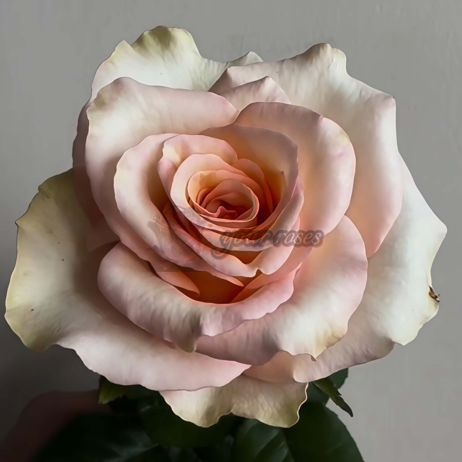 Chablis Rose for sale丨Your roses