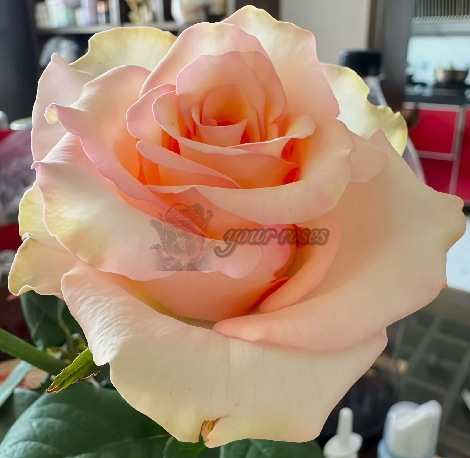 Chablis Rose丨Your roses