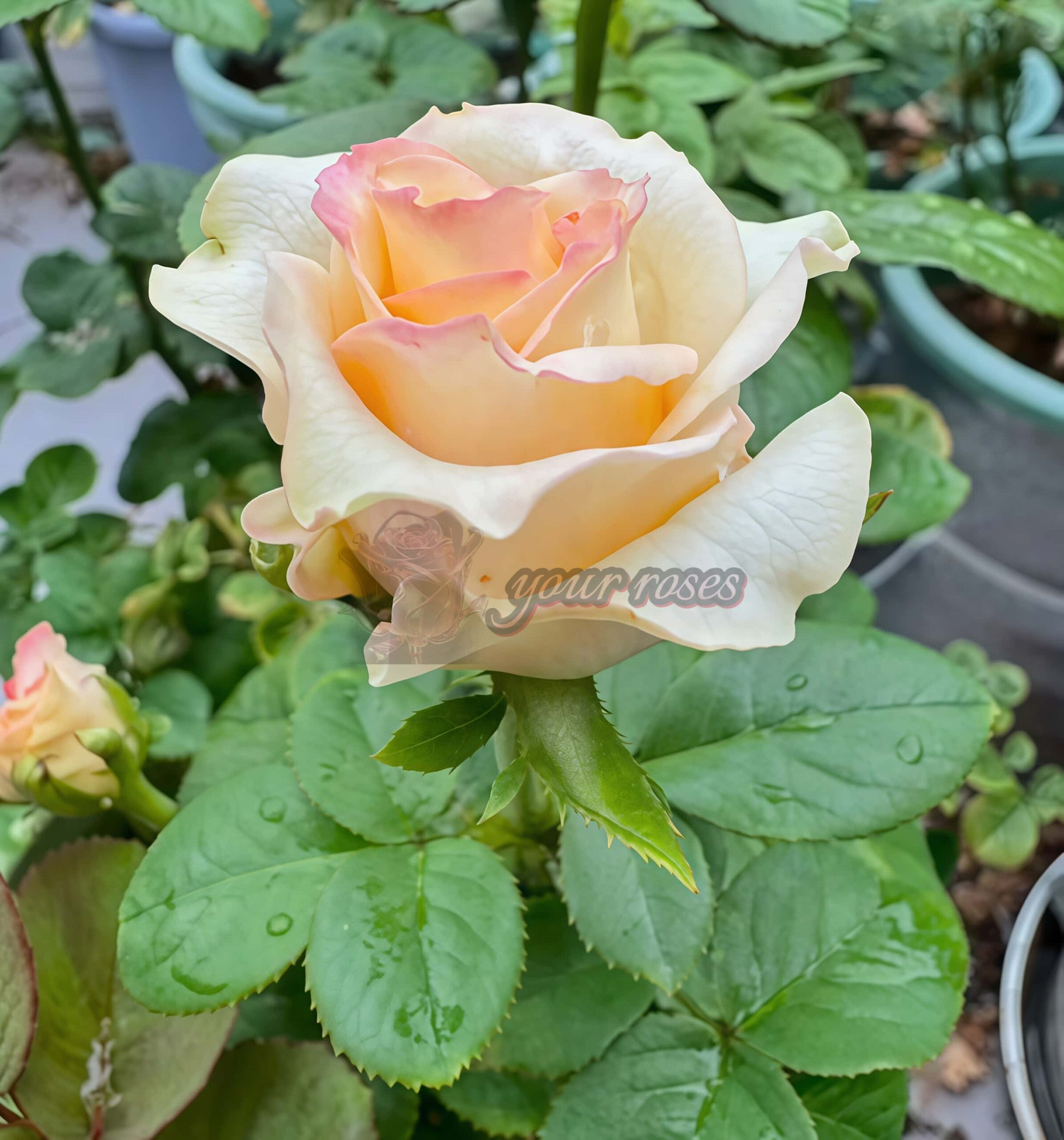 Chablis Rose plant丨Your roses