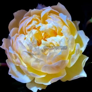 Changxingongdeng Rose plant丨Your roses