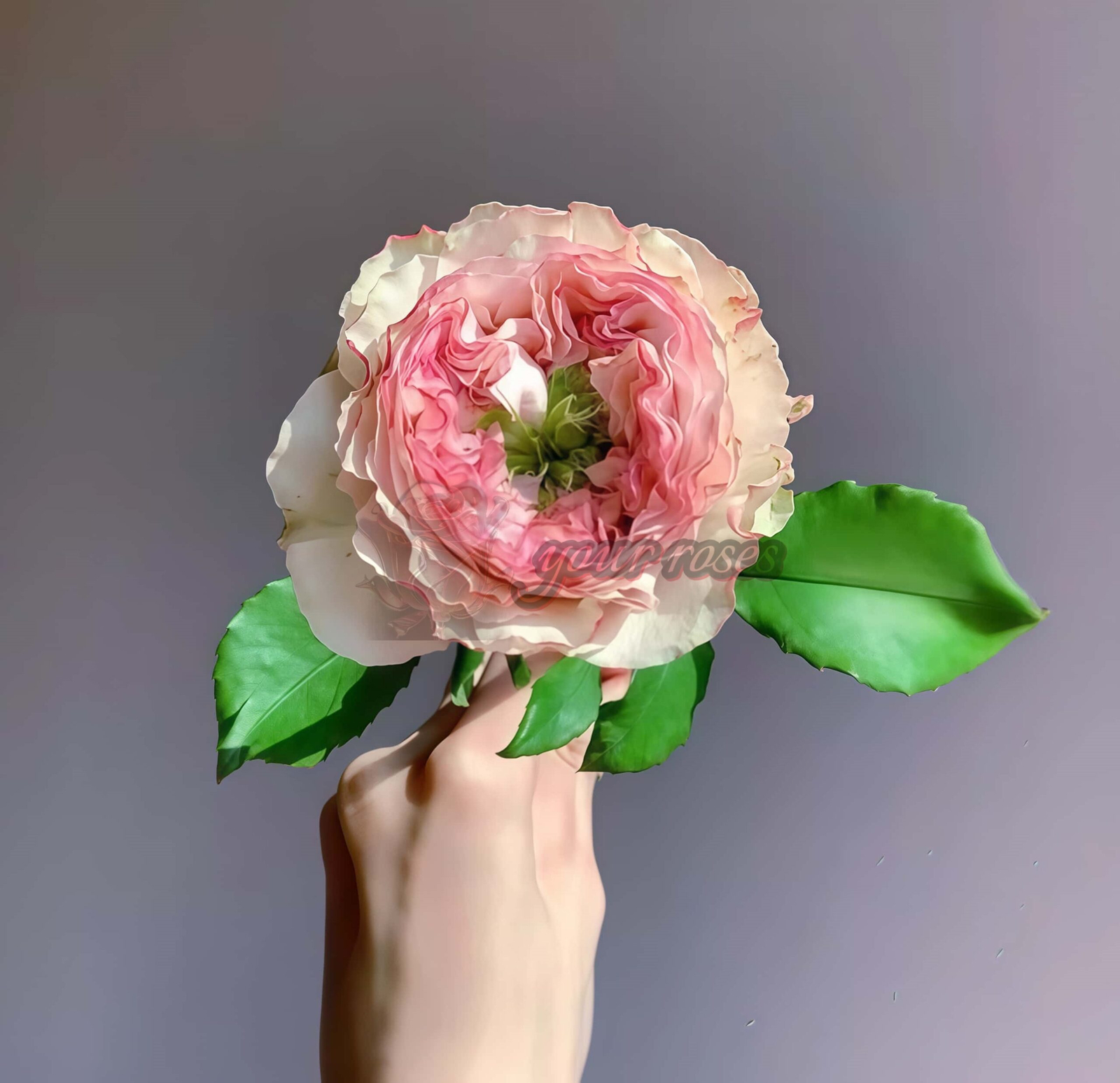 Charming Corneille Rose for sale丨Your roses