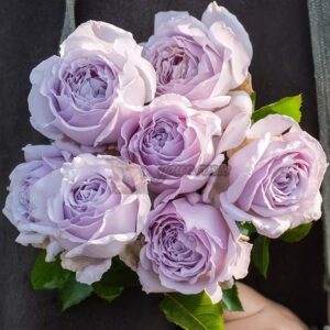 Chengkong Rose丨Your roses