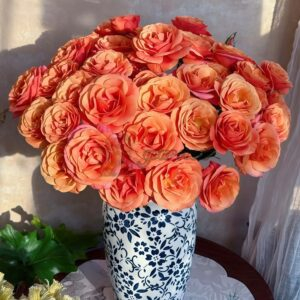 Chengse Tianxin Rose丨Your roses