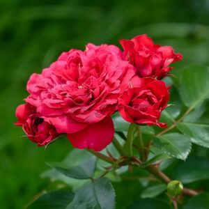 Chica Veranda Rose丨Your roses