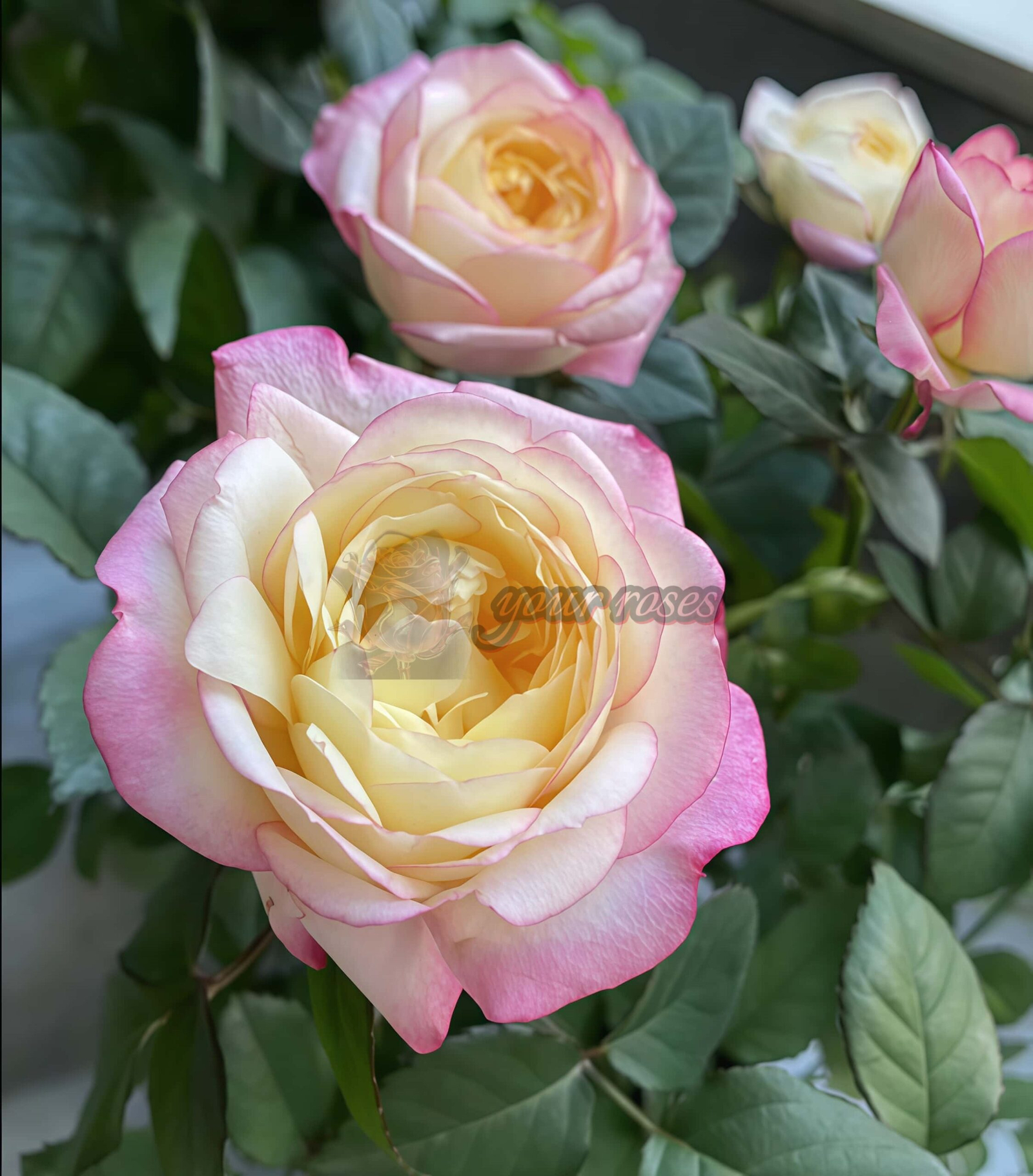 Chuniiao Rose丨Your roses