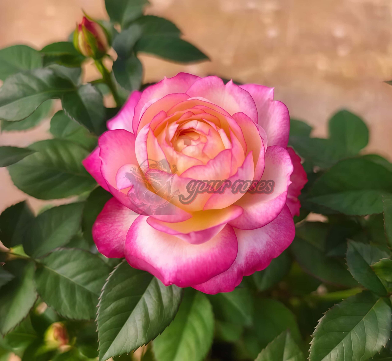 Chuniiao Rose plant丨Your roses