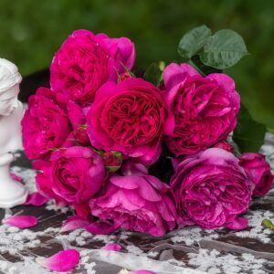 Cixuan Rose丨Your roses