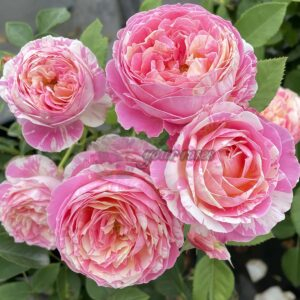 Claude Monet Rose丨Your roses
