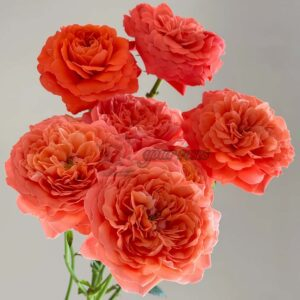Coral Juice Patio Rose plant丨Your roses