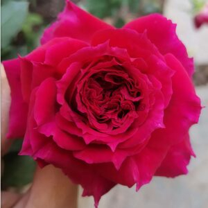 Couronne Rouge Rose丨Your roses