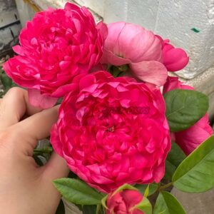 Crenadine Rose丨Your roses