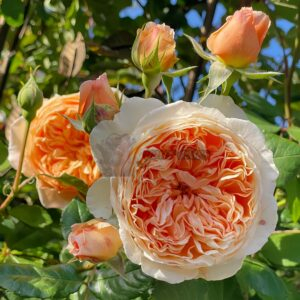 Crown Princess Margareta Rose丨Your roses