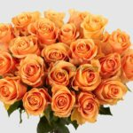 Cuenca Rose plant丨Your roses
