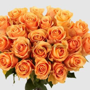 Cuenca Rose plant丨Your roses