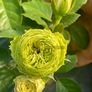 Daxidi Rose plant丨Your roses