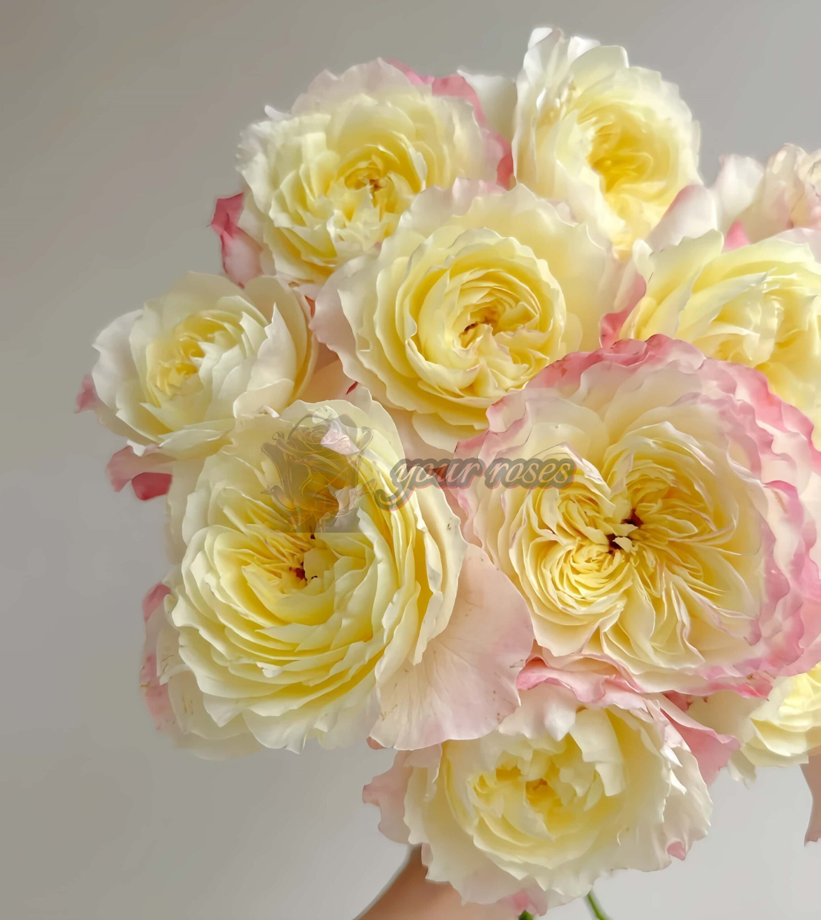 Dianchun Rose丨Your roses