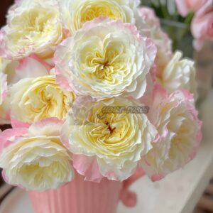 Dianchun Rose for sale丨Your roses