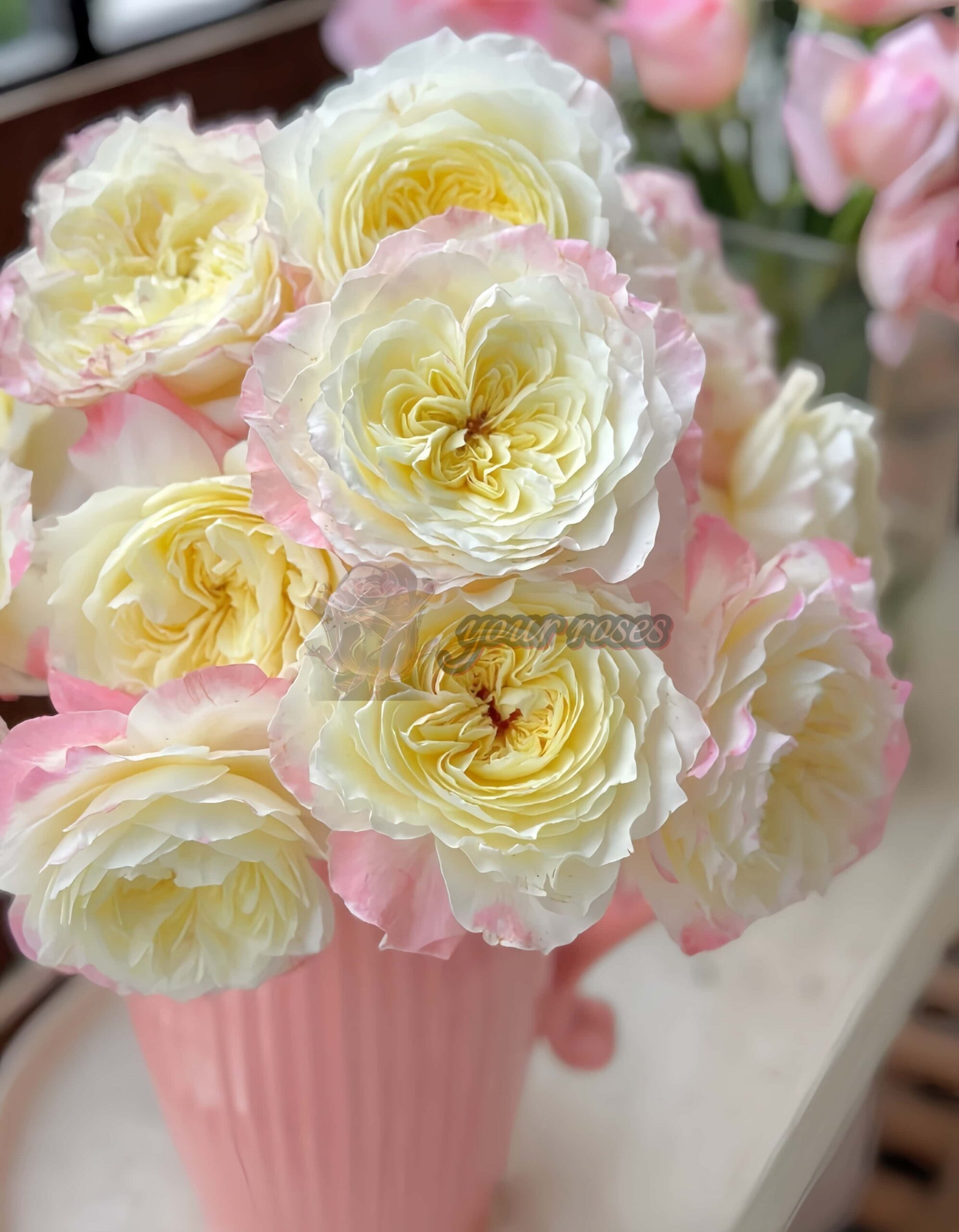 Dianchun Rose for sale丨Your roses