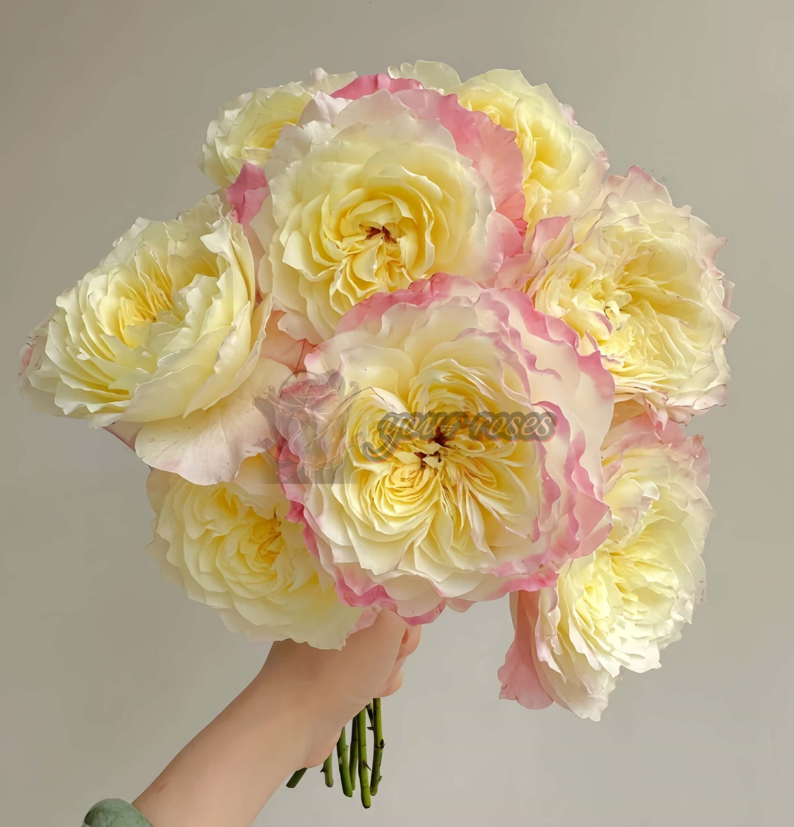 Dianchun Rose plant丨Your roses