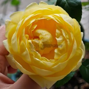 Dickon Rose丨Your roses