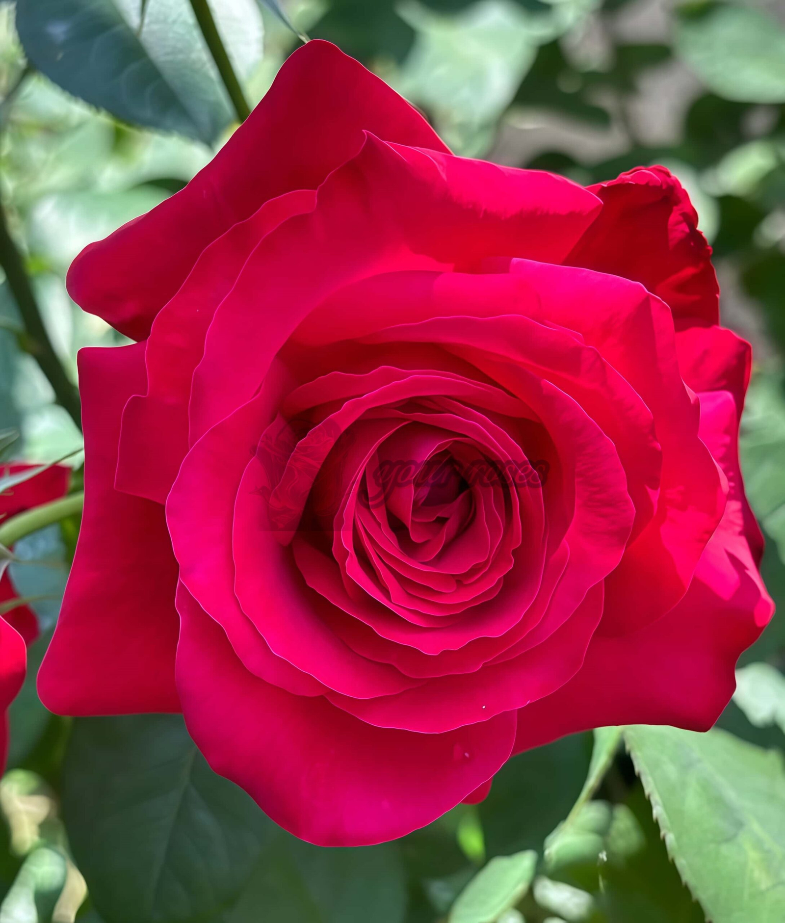 Dongfangmingzhu Rose丨Your roses