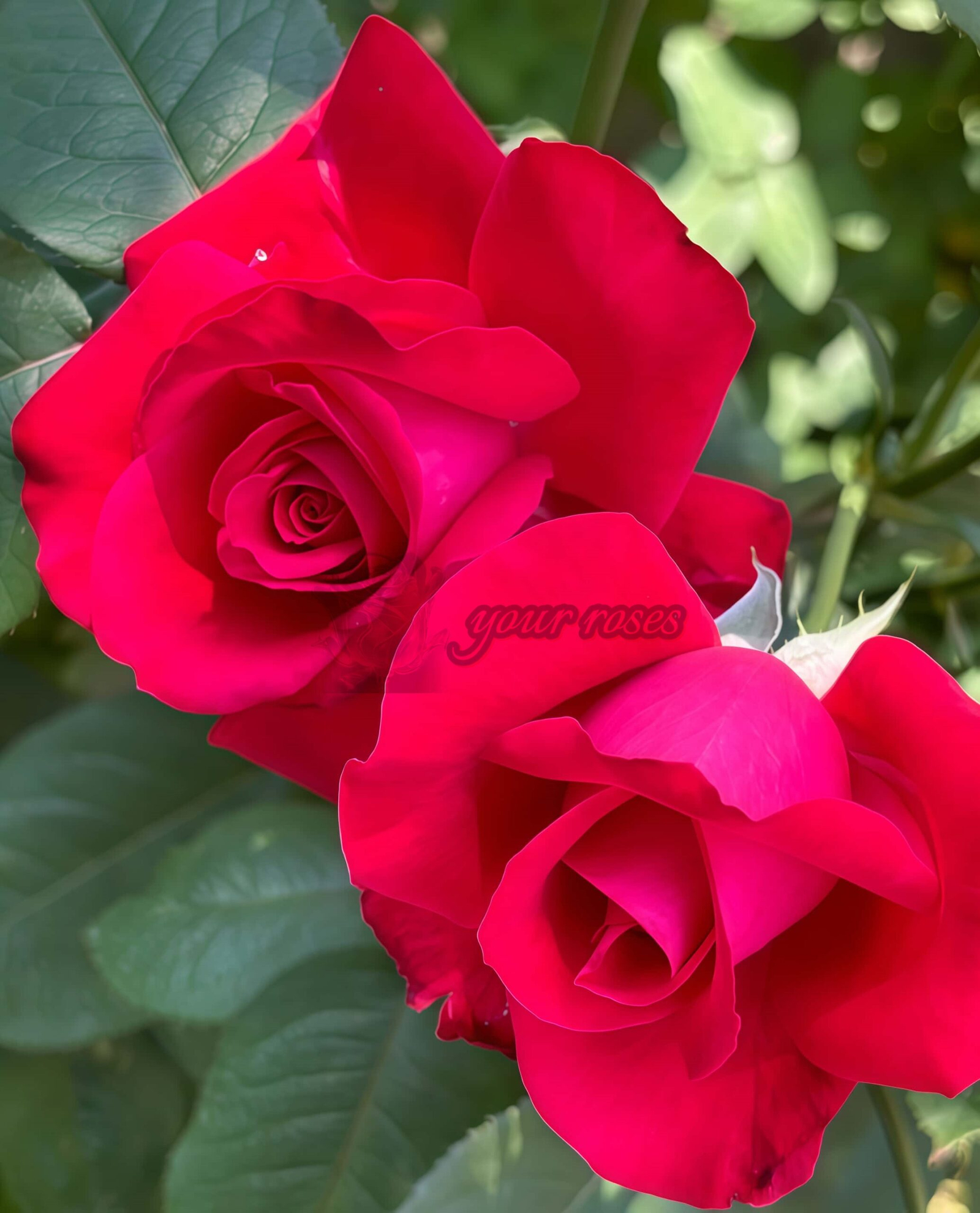 Dongfangmingzhu Rose丨Your roses