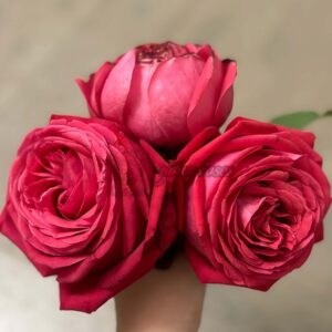 Dongfangmingzhu Rose for sale丨Your roses